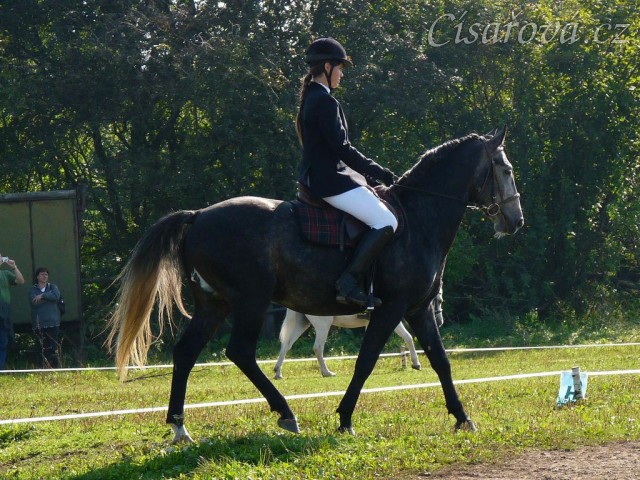 Rybíz před startem drezury, Starý Plzenec