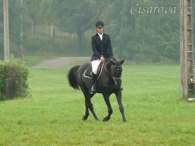 Carthago při opracování před drezurou, závody všestrannosti Humpolec