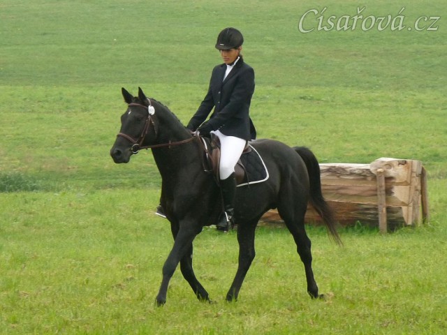 Carthago při opracování před drezurou, závody všestrannosti Humpolec
