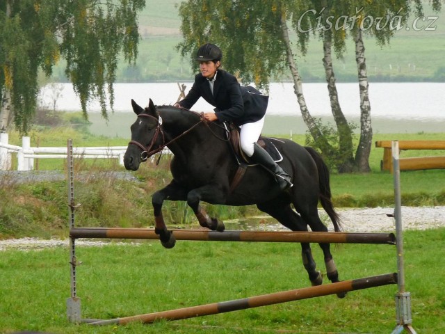 Carthago při opracování před parkurem, závody všestrannosti Humpolec