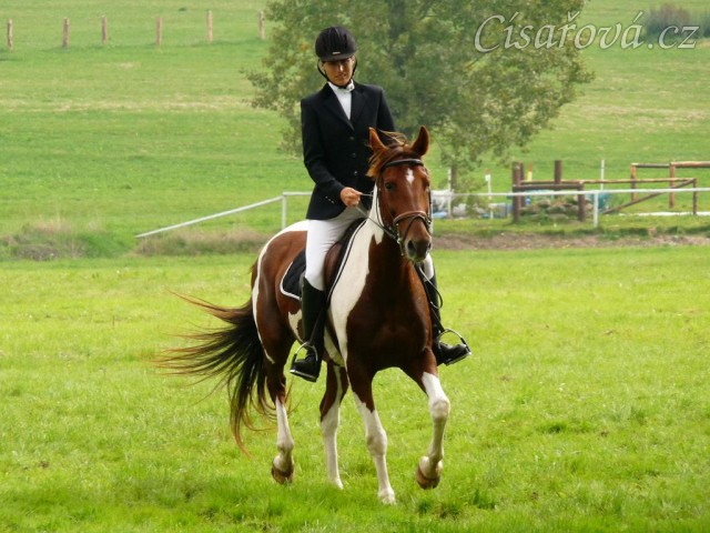 Vikina při opracování před drezurou, závody všestrannosti Humpolec