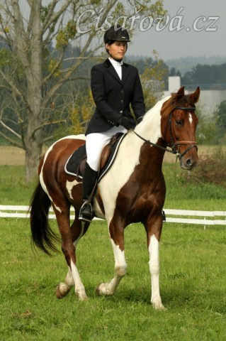 Vikina při drezurní úloze, závody všestrannosti Humpolec