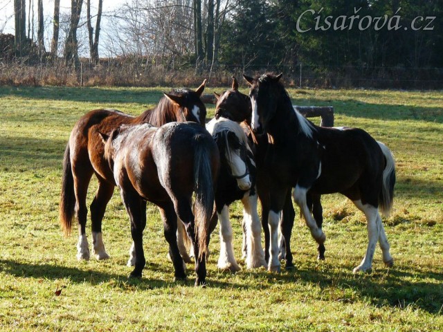 Nový člen stáda, dvouletý Irský Cob, v obležení