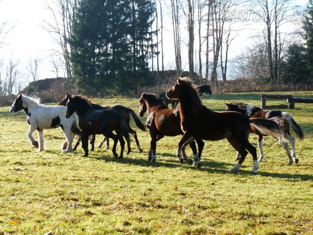 Nový člen stáda je centrem pozornosti