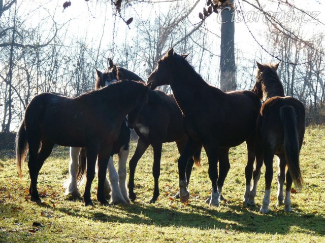 Nový člen stáda, dvouletý Irský Cob, v obležení
