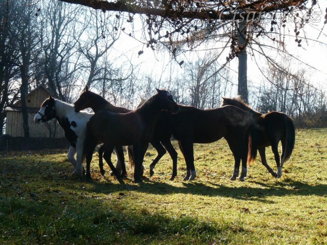 Nový kůň je potřeba ihned "ochutnat" :-)
