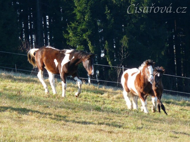 Nový člen stáda, půlroční Irský Cob, utíká před zvědavci