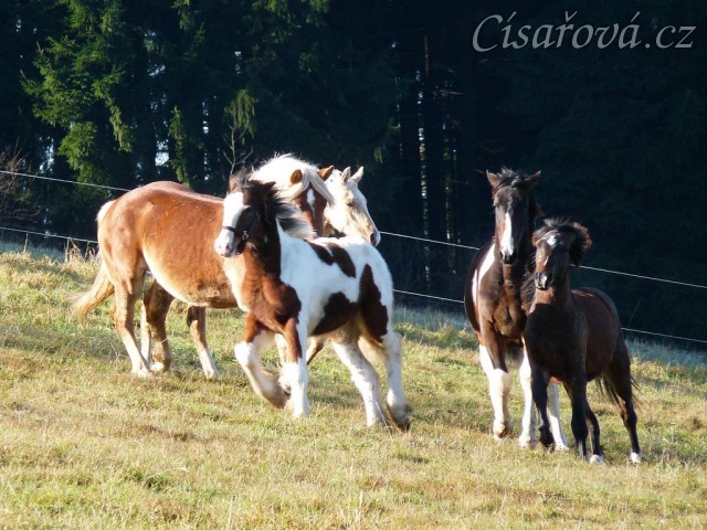 Nový člen stáda, půlroční Irský Cob, utíká před zvědavci