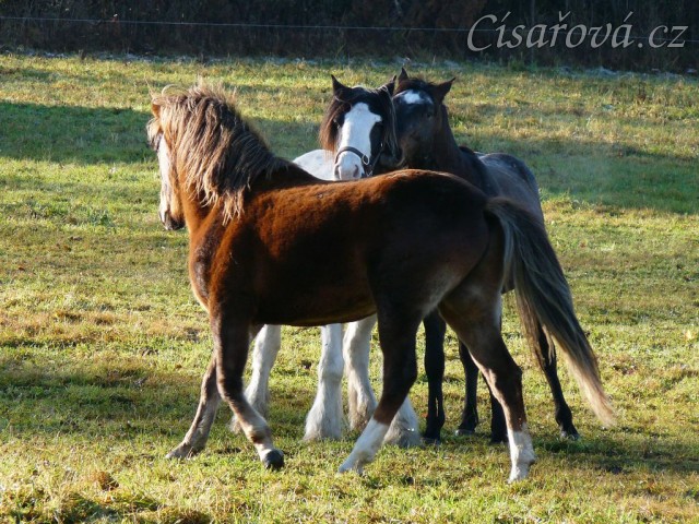 Nový člen stáda, dvouletý Irský Cob, v obležení