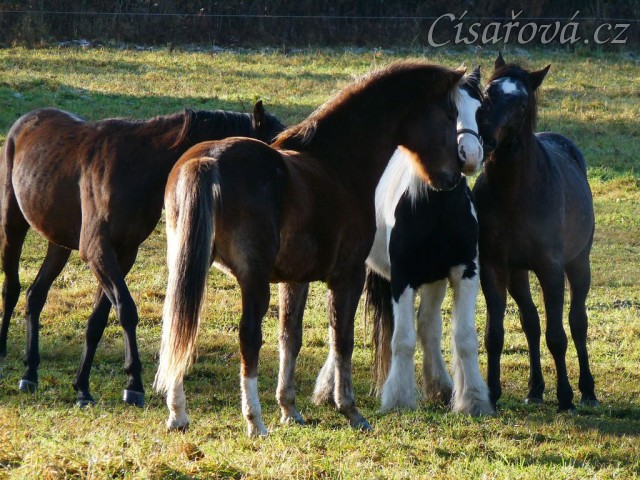 Nový člen stáda, dvouletý Irský Cob, v obležení