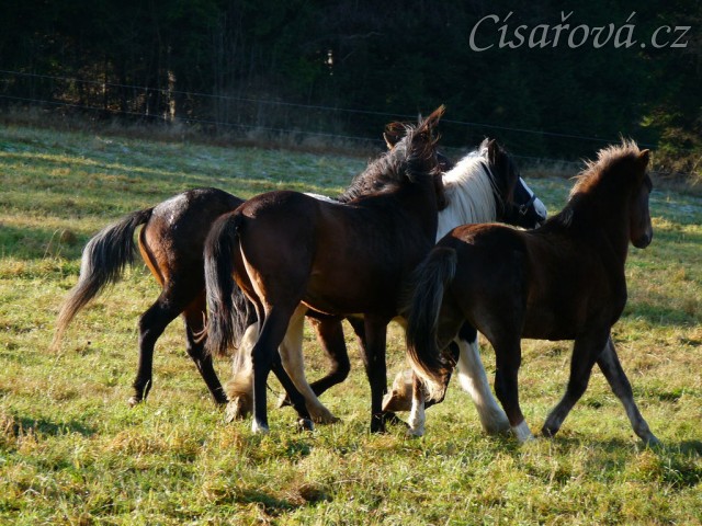Nový člen stáda, dvouletý Irský Cob, v obležení