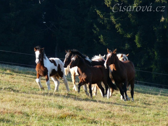 Nový člen stáda, půlroční Irský Cob, je sledován zvědavými hřebci