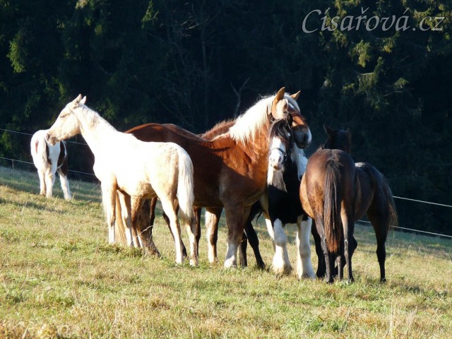 Nový člen stáda, dvouletý Irský Cob, v obležení