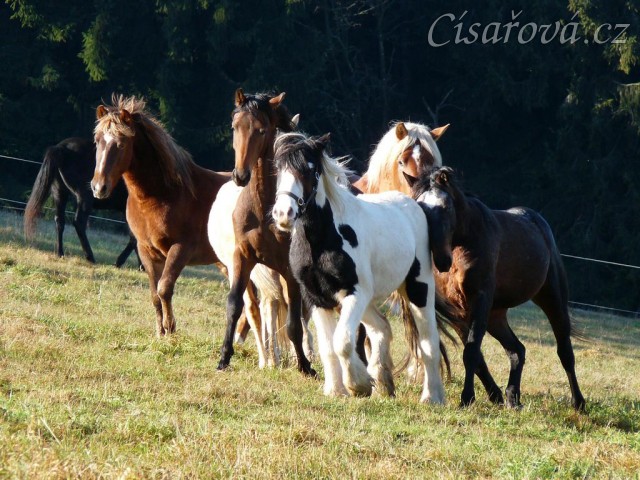 Nový člen stáda, dvouletý Irský Cob, je následován zvědavými hřebci
