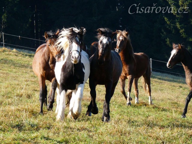 Nový člen stáda, dvouletý Irský Cob, se hned zalíbil ročnímu Hanoverovi, hned ho musel ochutnávat:-)