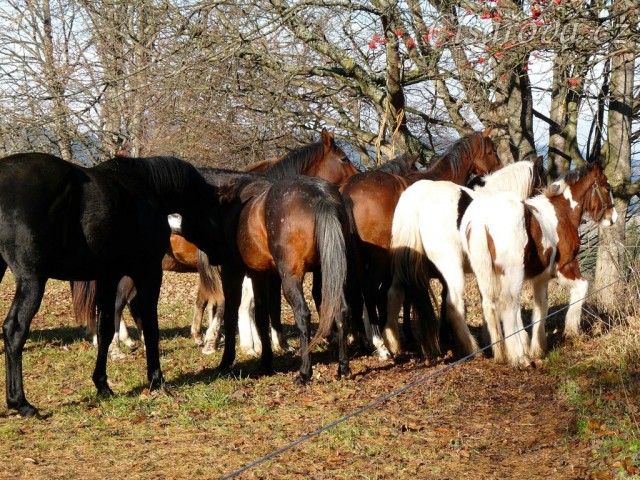 Hřebci na "valné hromadě" :-)