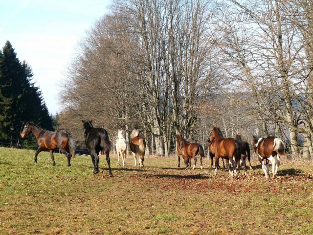Při začleňování nových hřebců do stáda je vždy veselo:-)