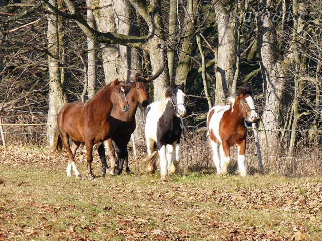 Noví členové stáda, Irští Cobové Virtuoso a Rockefella