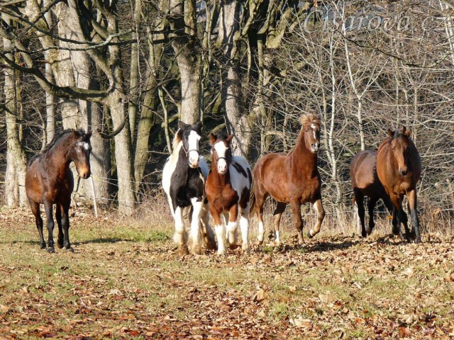 Noví členové stáda, Irští Cobové Virtuoso a Rockefella