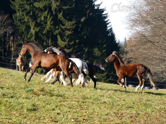 Při začleňování nových hřebců do stáda je vždy veselo:-)