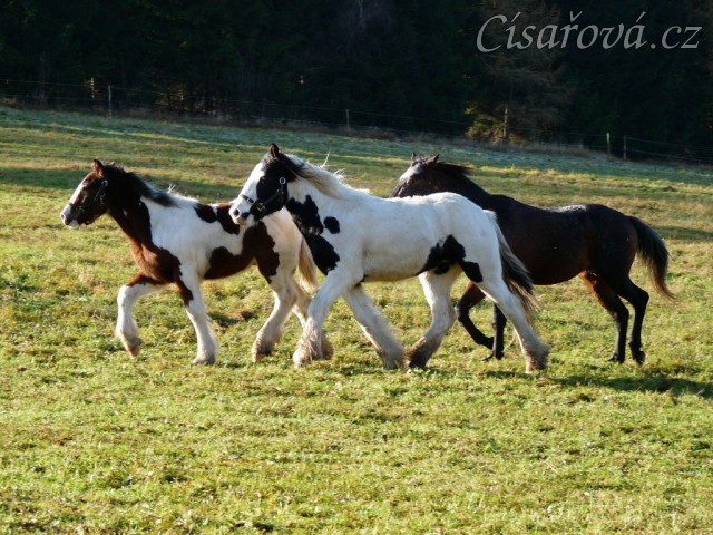 Noví členové stáda, Irští Cobové Virtuoso a Rockefella