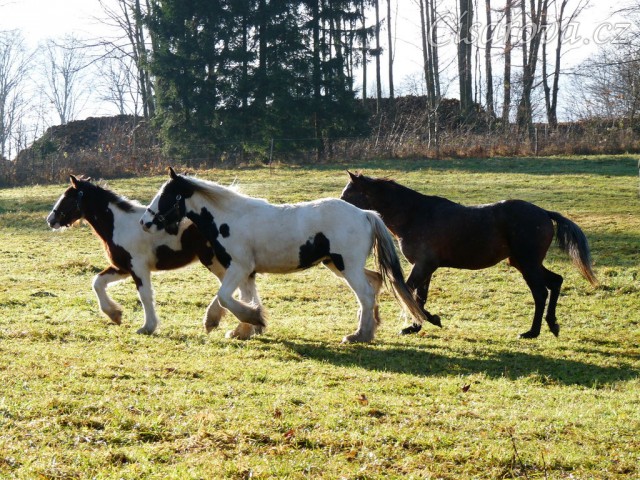 Noví členové stáda, Irští Cobové Virtuoso a Rockefella
