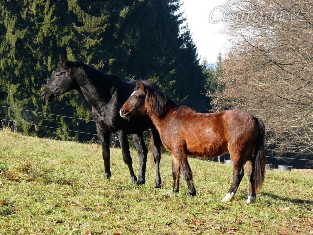 Šéf stáda, čtyřletý trakén Carthago a jeho věrný společník, roční Welsh Part-Bred Gimli
