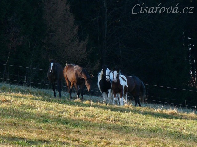 Noví členové stáda, Irští Cobové Virtuoso a Rockefella