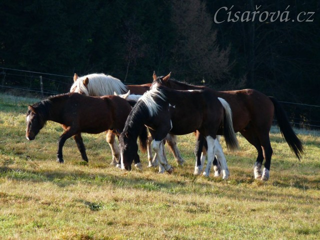 Po chvíli se už někteří hřebci o nově příchozí přestali zajímat...