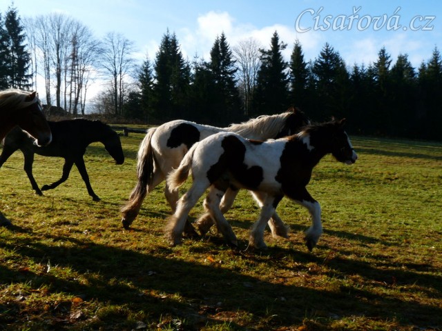 Noví členové stáda, Irští Cobové Virtuoso a Rockefella