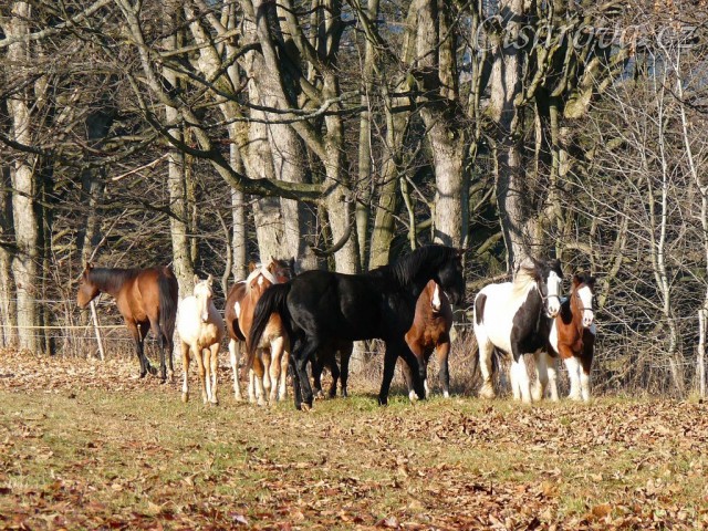 Noví členové stáda, Irští Cobové, jsou následování šéfem stáda, čtyřletým trakénem Carthagem
