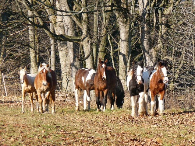 Noví členové stáda, Irští Cobové, za nimi skupinka zvědavých hřebců