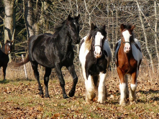 Noví členové stáda, Irští Cobové, jsou následování šéfem stáda, čtyřletým trakénem Carthagem