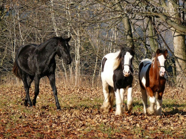 Noví členové stáda, Irští Cobové, jsou následování šéfem stáda, čtyřletým trakénem Carthagem