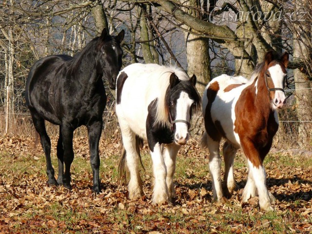 Noví členové stáda, Irští Cobové, jsou následování šéfem stáda, čtyřletým trakénem Carthagem