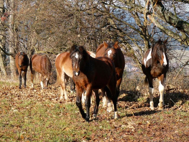 Po chvíli se už někteří hřebci o nově příchozí přestali zajímat...