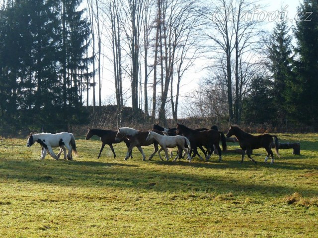 Noví členové stáda, Irští Cobové, vedou procesí ostatních hřebců
