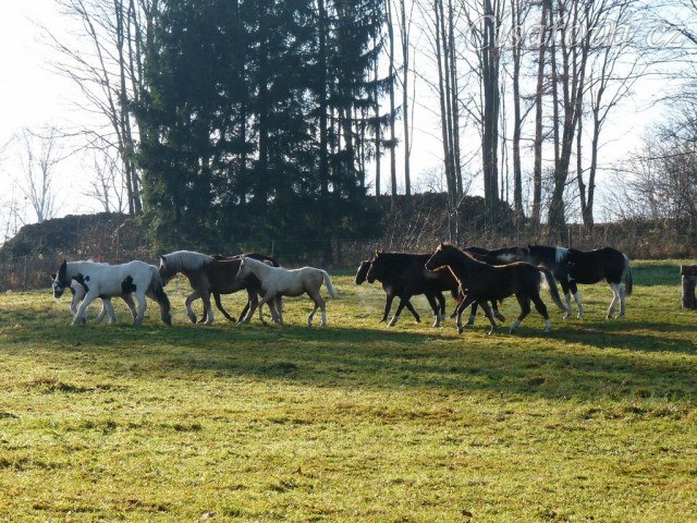 Noví členové stáda, Irští Cobové, vedou procesí ostatních hřebců