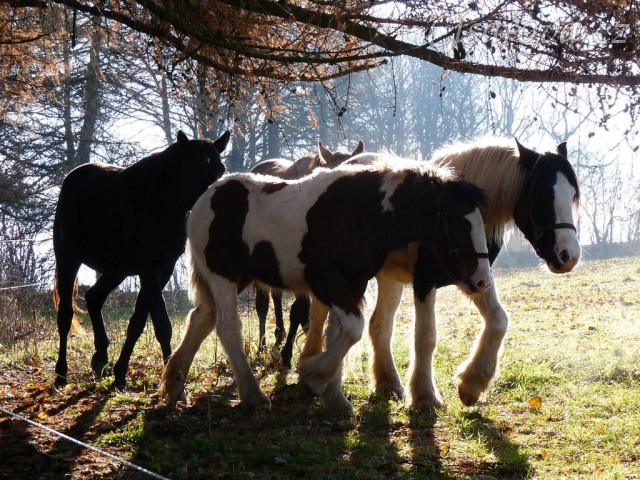 Noví členové stáda, Irští Cobové, jsou následování šéfem stáda, čtyřletým trakénem Carthagem