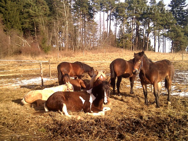 Stádo hřebců odpočívá, jsou skladní:-)