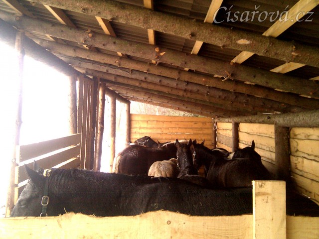 Stádo hřebců v přístřešku, aneb hlava na hlavě:-)