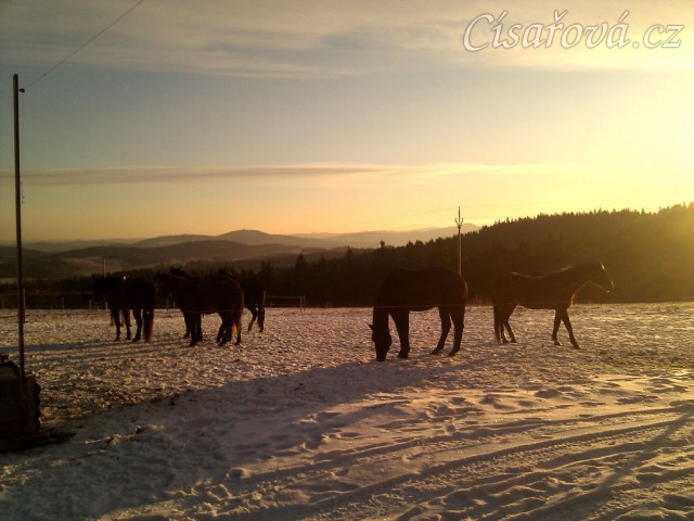 Stádo klisen při východu slunce