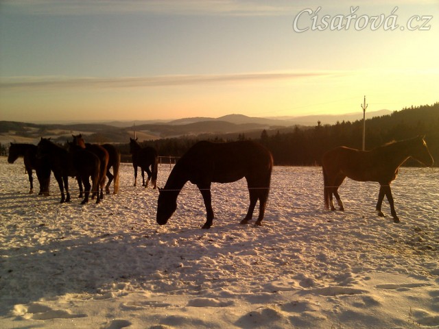 Stádo klisen při východu slunce