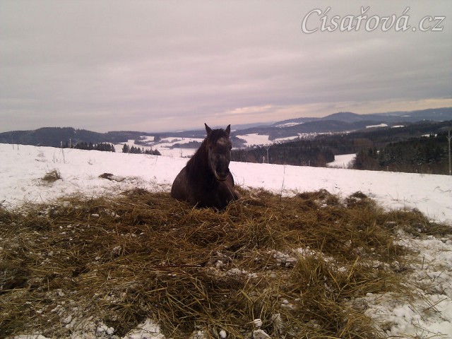 Valach Divíšek odpočívá