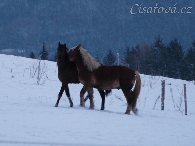 Koně dovádějí při svítání, dvouletý norik Cherokee a roční hannover Ramon. (Kvalita fotek je horší, bylo hodně málo světla, teprve svítalo...)
