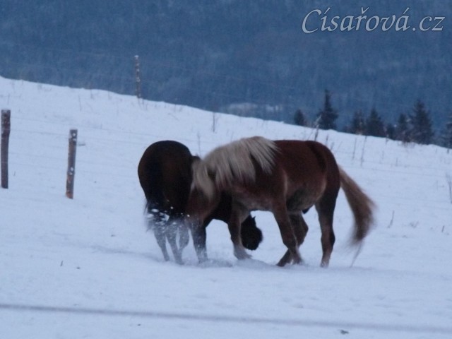 Koně dovádějí při svítání, dvouletý norik Cherokee a roční hannover Ramon. (Kvalita fotek je horší, bylo hodně málo světla, teprve svítalo...)