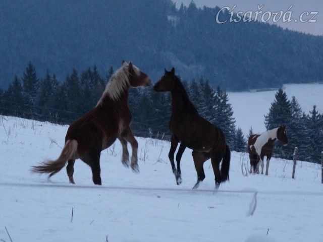 Koně dovádějí při svítání, dvouletý norik Cherokee a roční hannover Ramon. (Kvalita fotek je horší, bylo hodně málo světla, teprve svítalo...)