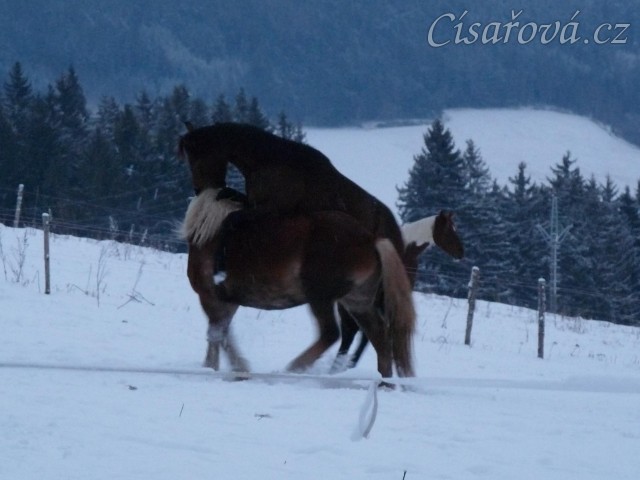 Koně dovádějí při svítání, dvouletý norik Cherokee a roční hannover Ramon. (Kvalita fotek je horší, bylo hodně málo světla, teprve svítalo...)