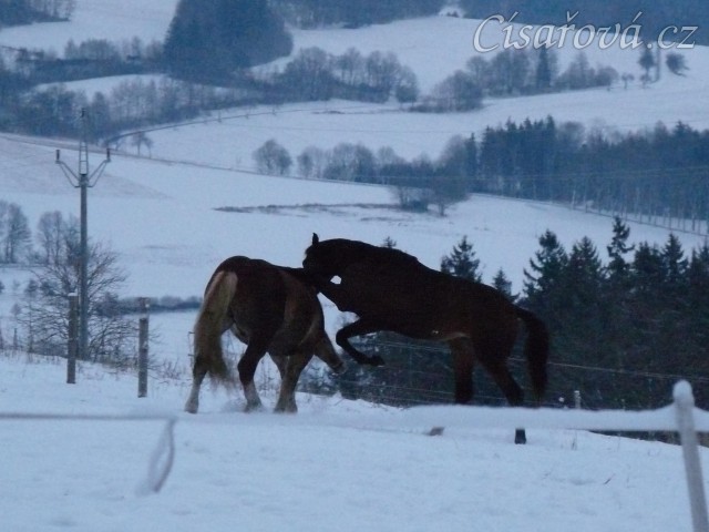 Koně dovádějí při svítání, dvouletý norik Cherokee a roční hannover Ramon. (Kvalita fotek je horší, bylo hodně málo světla, teprve svítalo...)