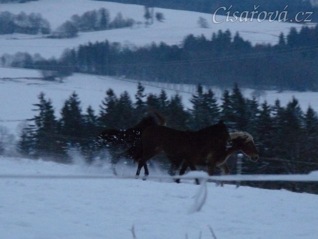 Mladí hřebci dovádí při svítání. (Kvalita fotek je horší, bylo hodně málo světla, teprve svítalo...)